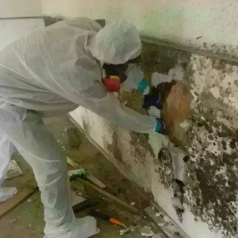 Mold Remediation and Removal in Hickory Creek, TX